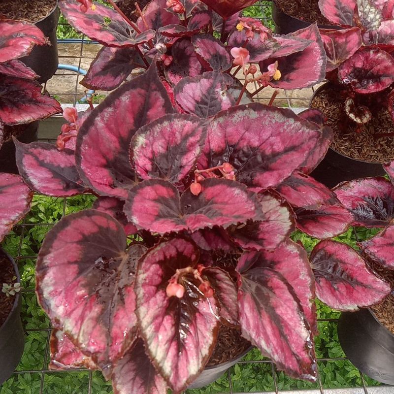 tanaman hias begonia red pita