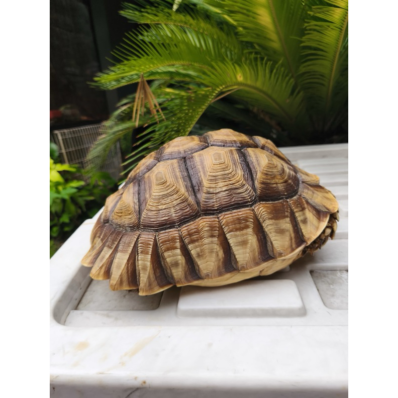 Kura-Kura Sulcata Betina Centrochelys sulcata