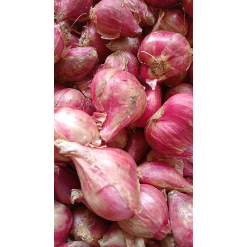 

bawang merah/brambang