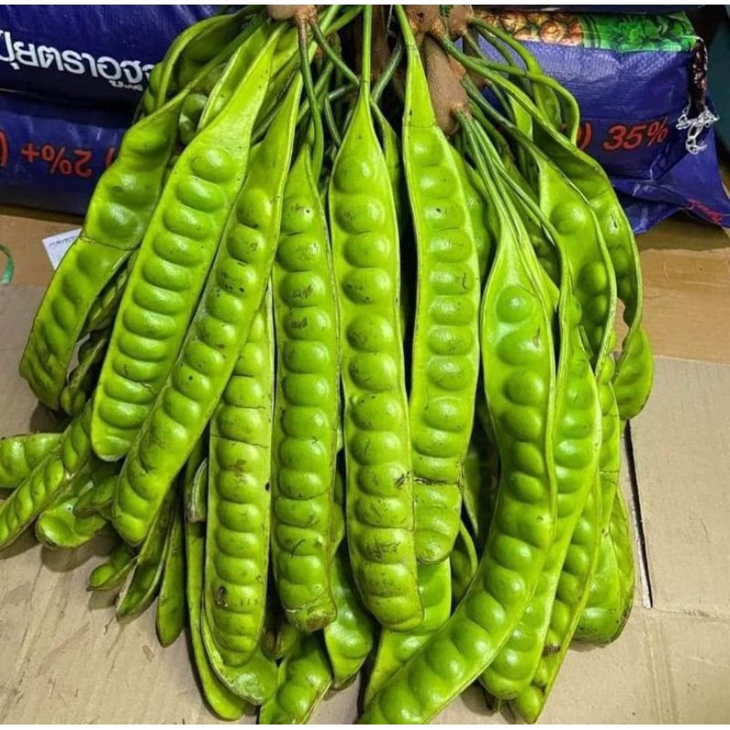 

Petai lalap hijau fresh segar 150gram kualitas terbaik