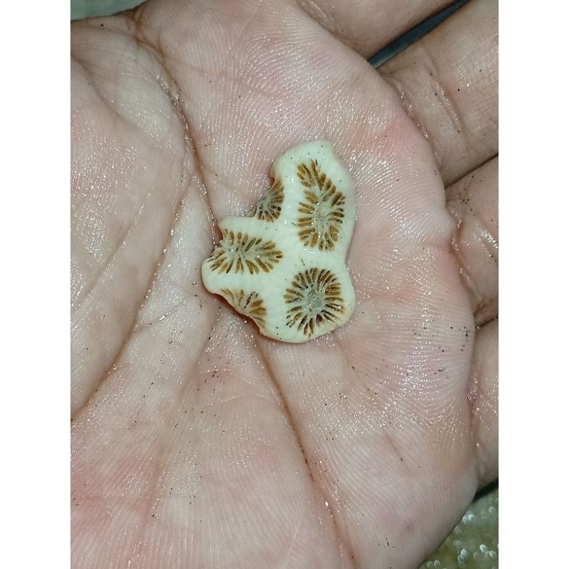 kristal teratai salju 91