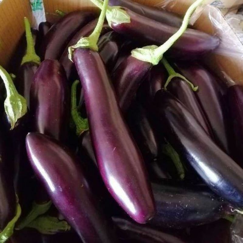 

{ 500 GRAM } Terong ungu panjang segar [ 1 kg ] / Terong fresh