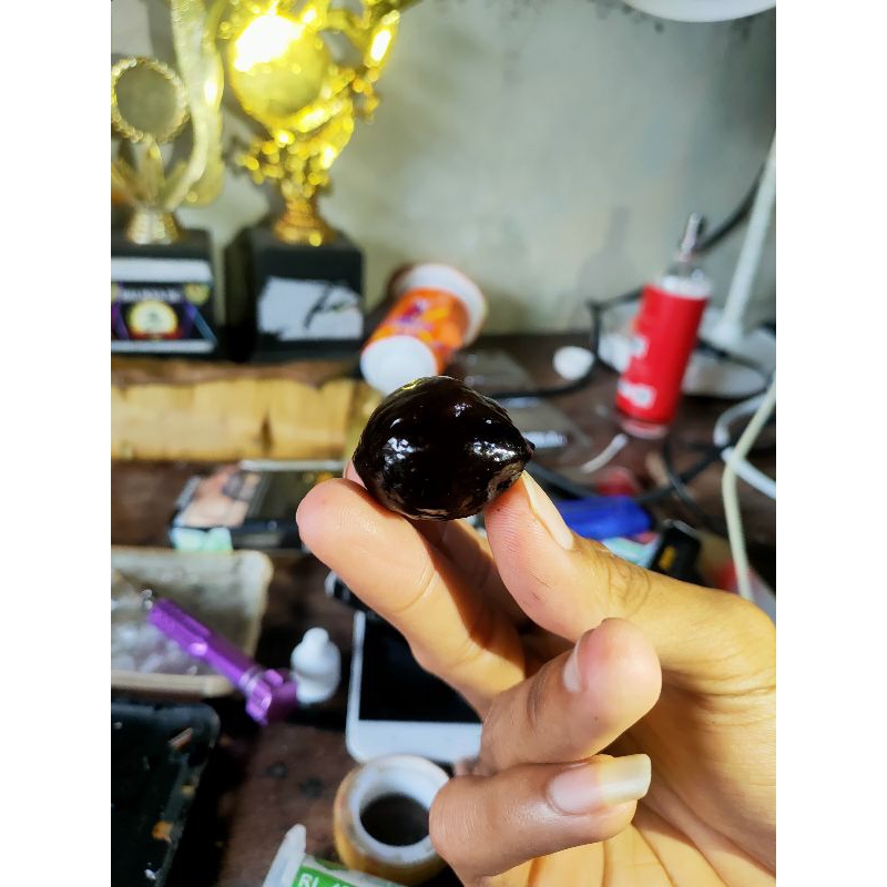 MUNCANG ADU KEMIRI ADU JENIS MJ MAYIT JAWA INDUNG PASANGAN MEWAH