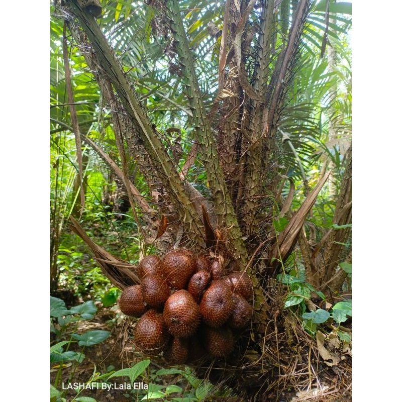 

Buah Salak 1kg Pandansari Kajoran Magelang