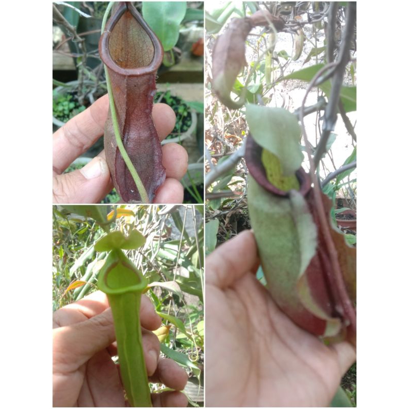 seed nepenthes