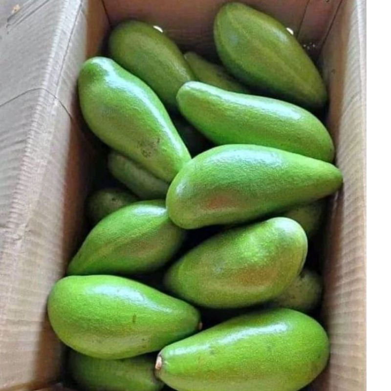 

Buah alpukat siger,aligator