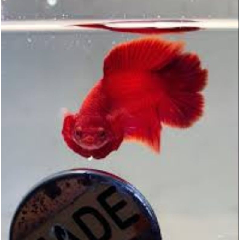 hiasan akuarium ikan cupang dtpk super red