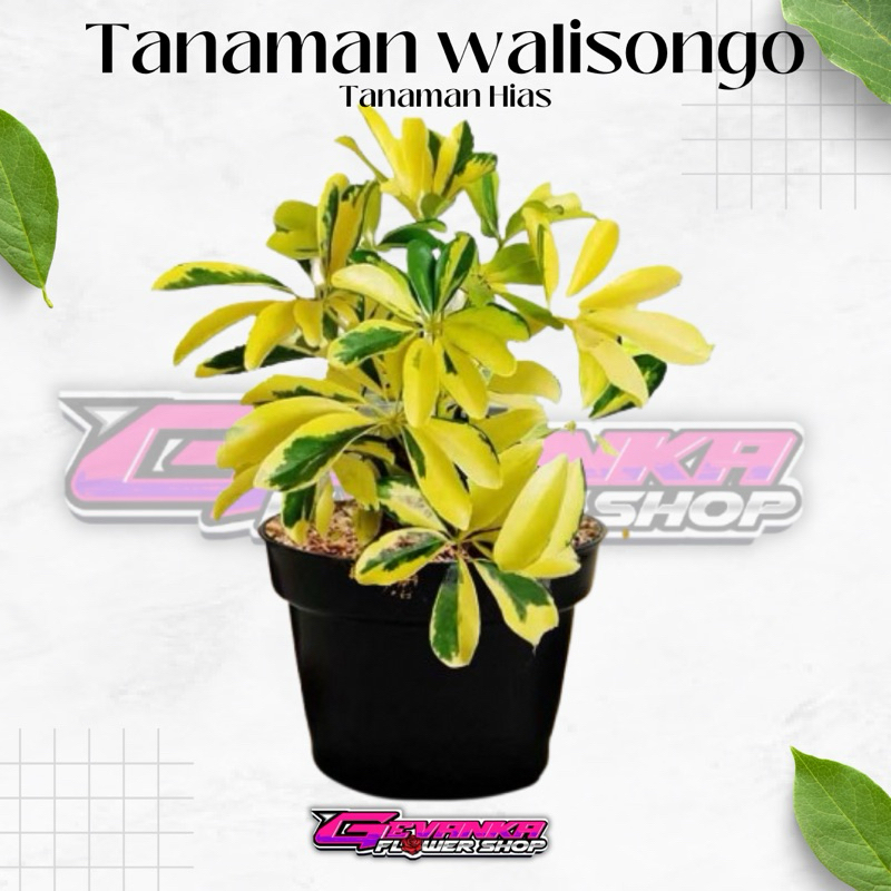walisongo varigata (Heptapleurum actinophyllum) - Tanaman hias walisongo golden varigata / daun wali