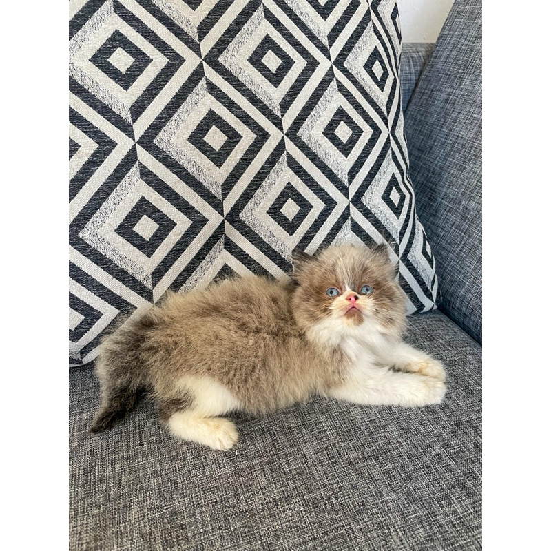 Kucing Ragdoll Bicolor Betina 2 Bulan