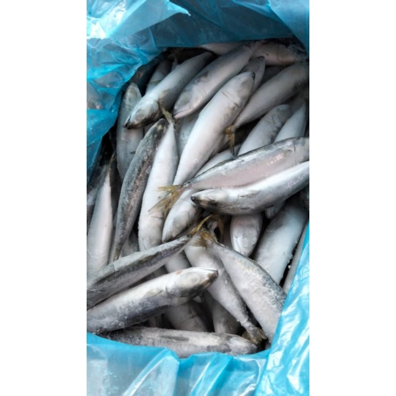 

Ikan Salem Frozen 1 kg Premium