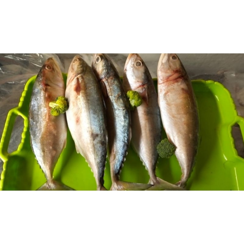 

Ikan Kembung Banjar Frozen Premium