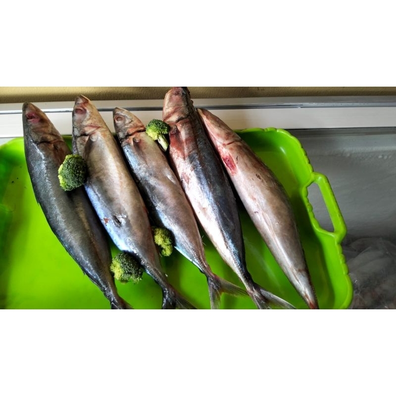 

Ikan Layang Frozen 1 kg Premium