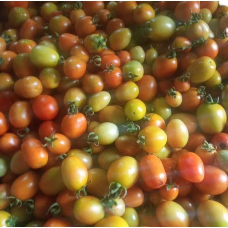 

Buah Rampai Rempai Tomat Kecil Segar Khas Lampung 1Kg