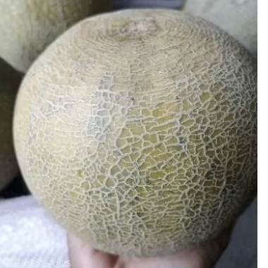 

melon madu 1 buah