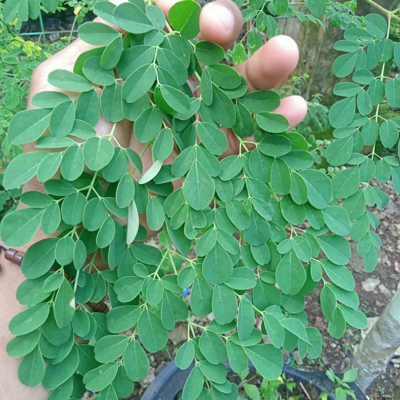 

Daun kelor segar Spesial untuk kesehatan (230gram/kemasan)
