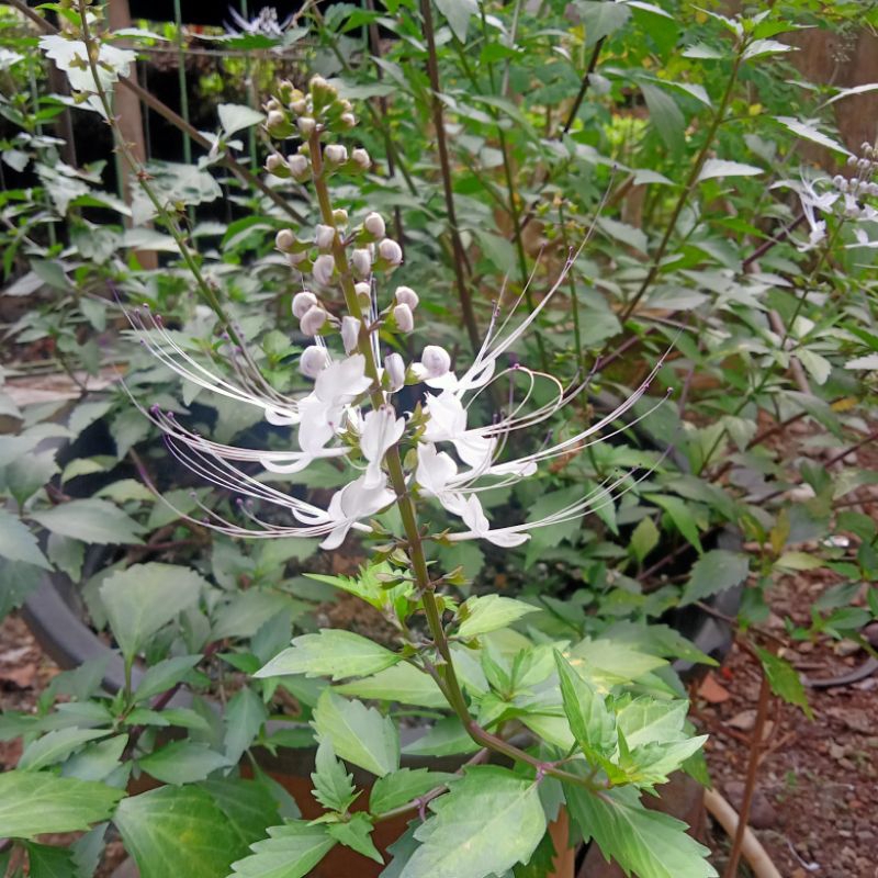 

Kumis kucing Herbal Segar Spesial untuk kesehatan (250 gram/kemasan)