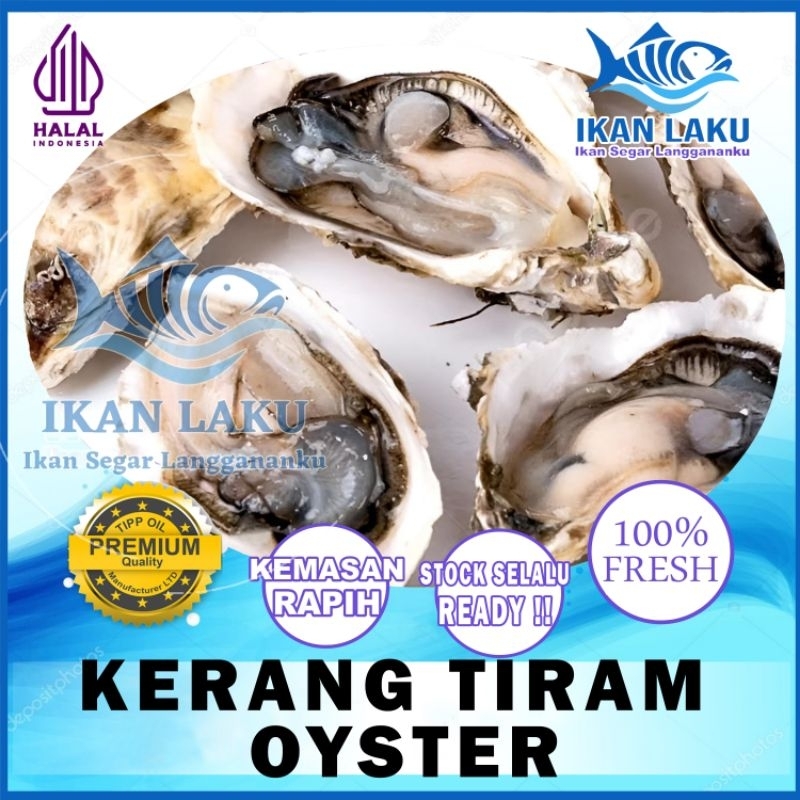 

PRODUK BARU!!! KERANG TIRAM | KERANG OYSTER FRESH BERSIH TERMURAH IKAN SEGAR IKAN BEKU