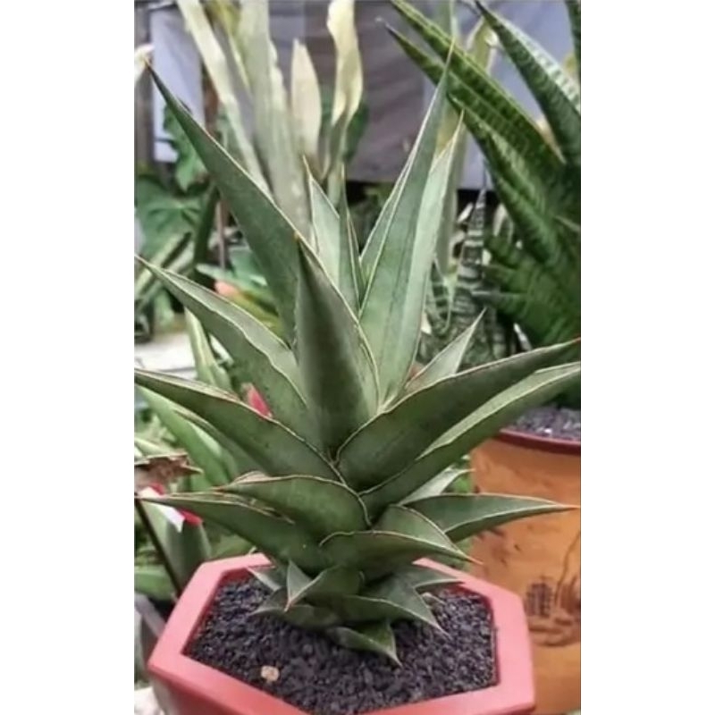 sansevieria hybrid amani