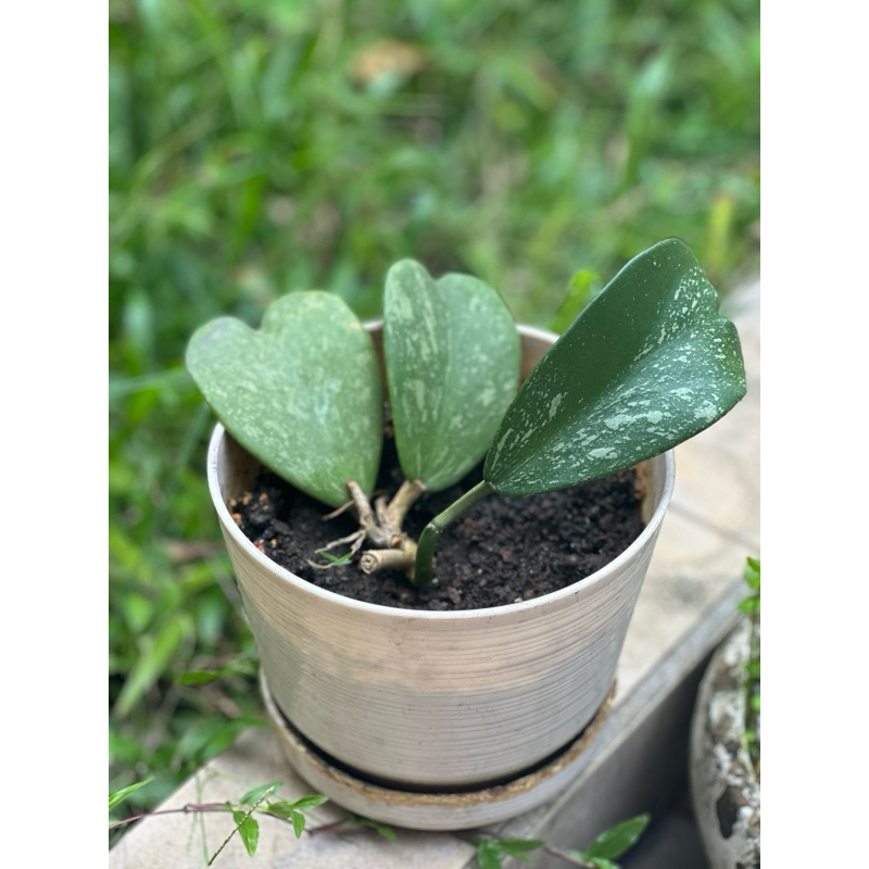 Tanaman hias hoya kerii splash (love)