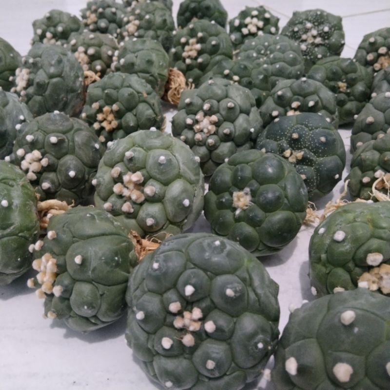 CO LIVE SHOPEE ASTROPHYTUM KIKKO NUDUM