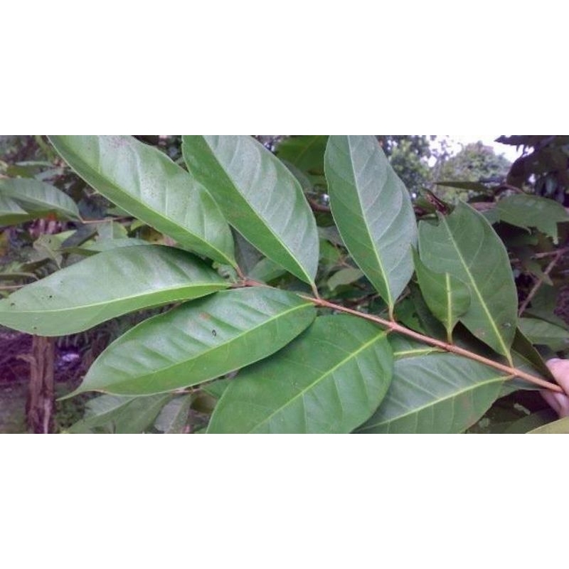 

daun salam/daun salam segar/