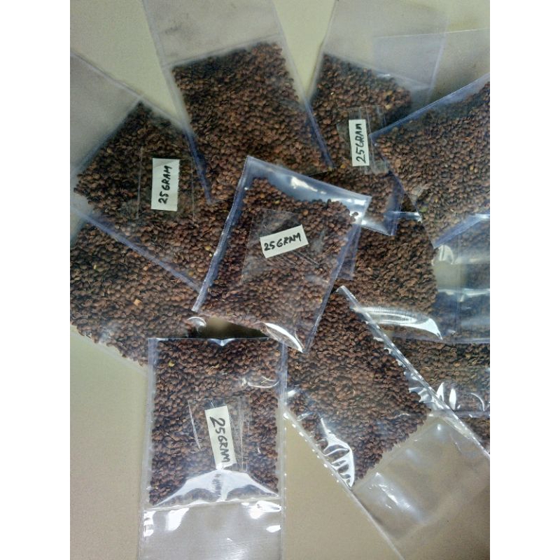 

Biji Putri Malu 25gram Mimosa pudica benih/biji putri malu kering