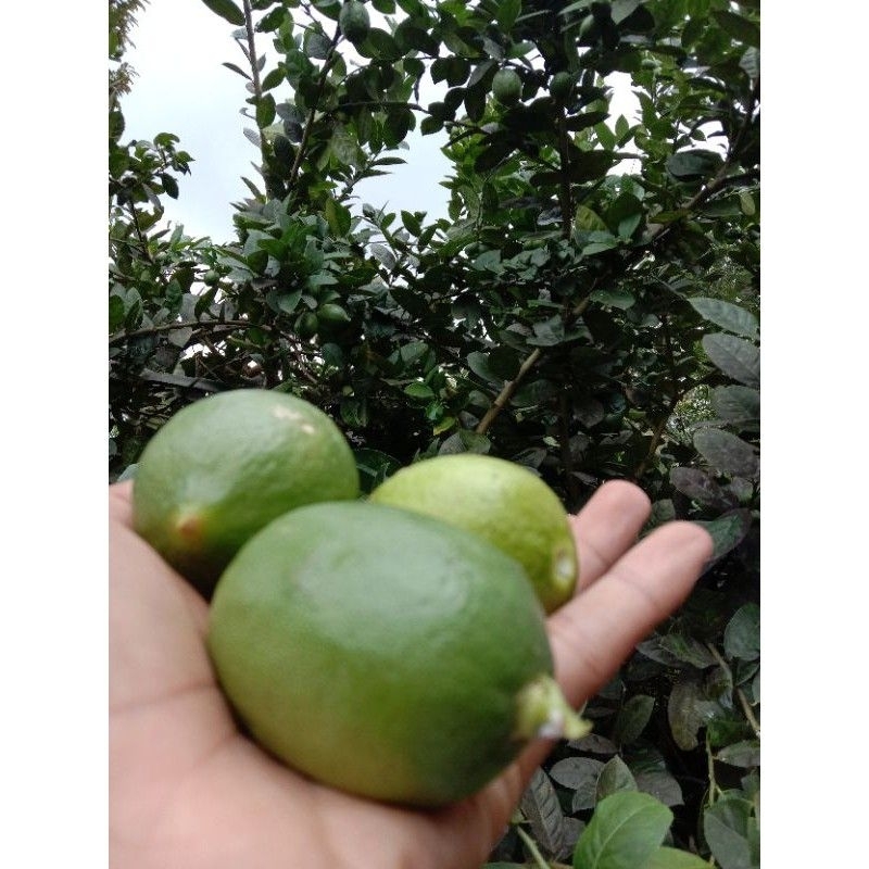 

Buah jeruk nipis asli per buah