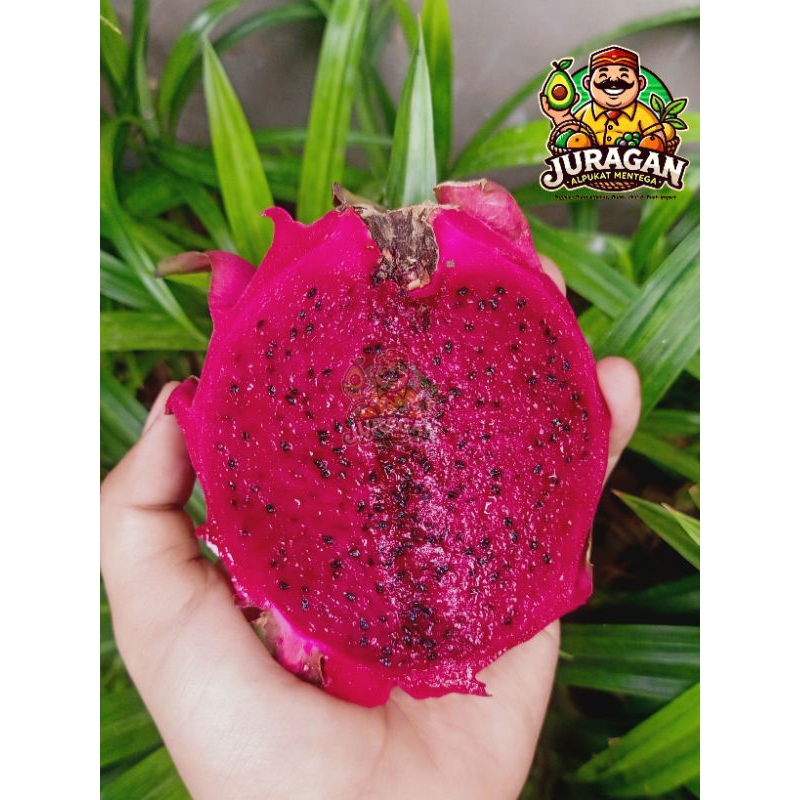

Buah Naga Merah / Red Dragon Fruit