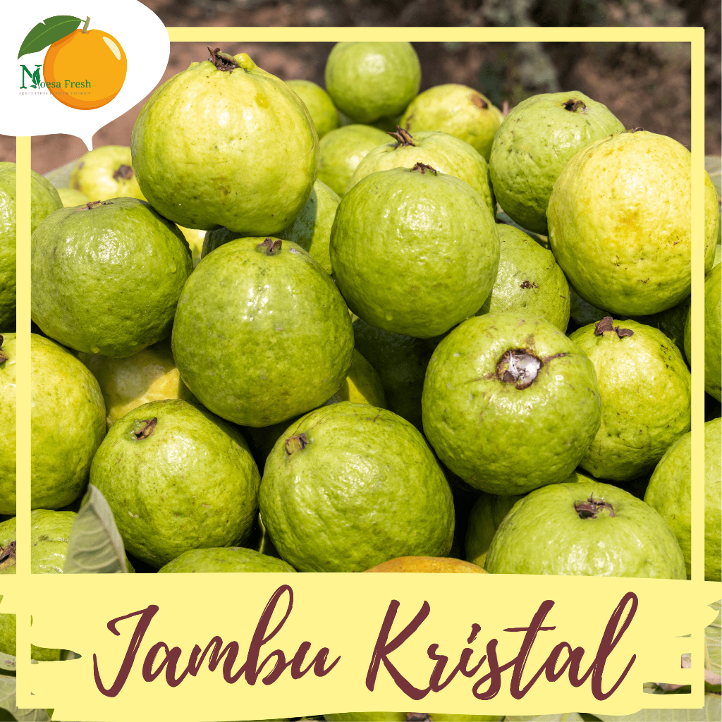 

Grosir Jambu Kristal Fresh 10kg, 5kg, dan 3kg