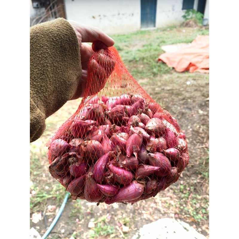 

Bawang Merah Asli Brebes 1000gr/1Kg