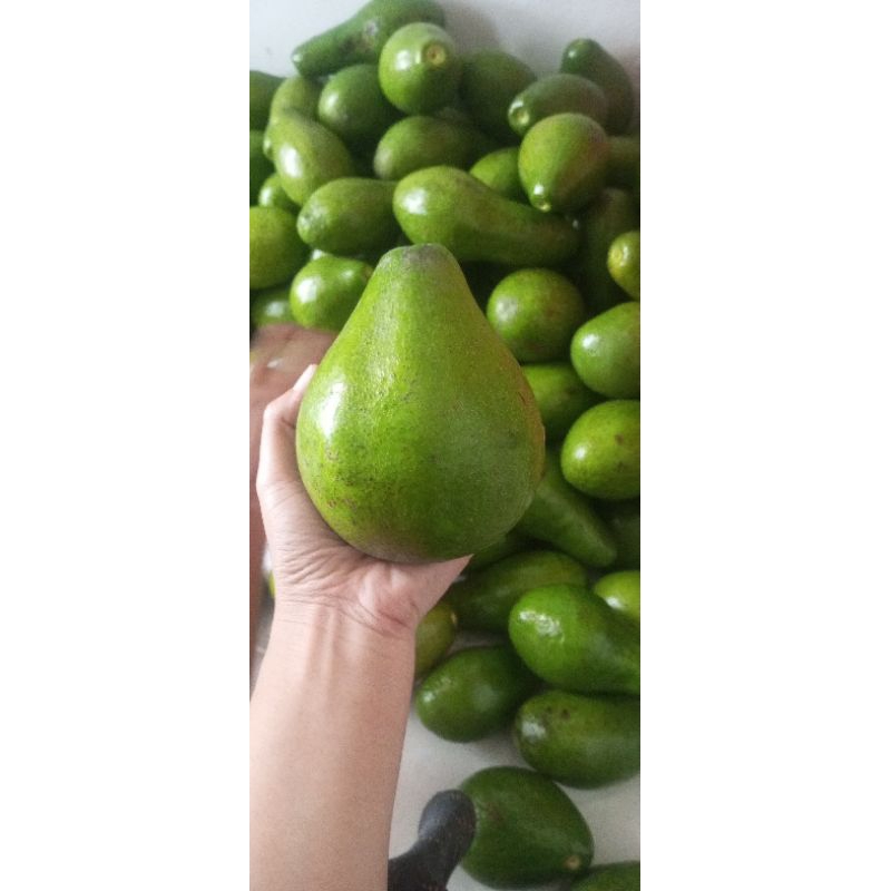 

alpukat boyolali/ spik tinggi