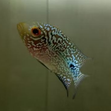 IKAN HIAS LOUHAN KAMFA F2 IMPORT