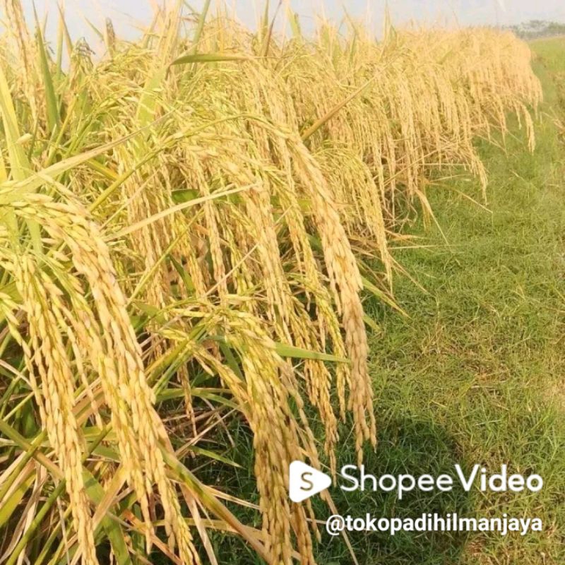 Benih Padi Sawah Unggul INPARI 32 HDB   1Kg