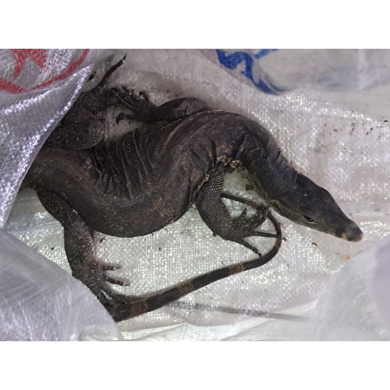 VARANUS SALVATOR LOKALITY JAKARTA REMAJA DEWASA BIAWAK 50CM