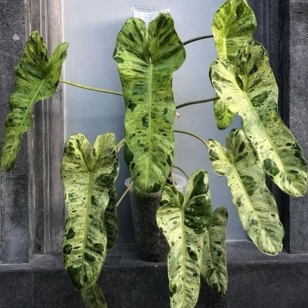 Tanaman Hias Philodendron Paraiso Verde / Tanaman Indoor Philo Paraiso Verde / Tanaman Hidup Philo P