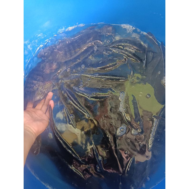 

IKAN NILA MUJAIR 1 KG ISI 2-3