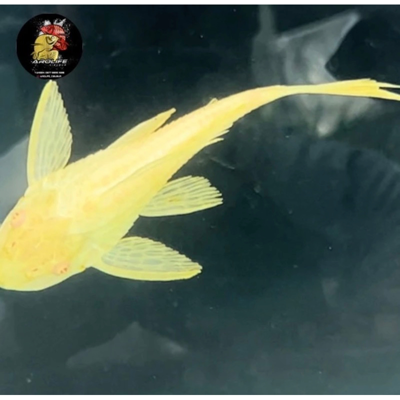 Gibbiceps Albino Gibicep Pleco L083 Gibbicep mentega Ikan Hias bersih