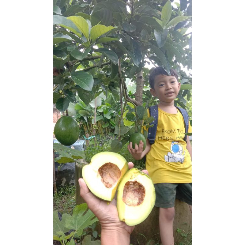Bibit Alpukat Markus Jumbo