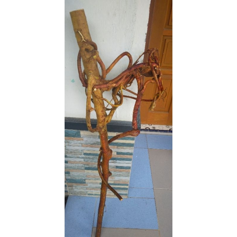 tongkat oyot mimang kolesi alami hiasan pagar rumah tingi 1.meter