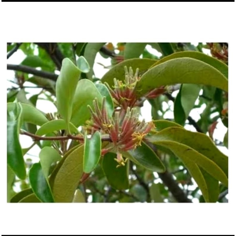 

Benalu mangga segar 250grm