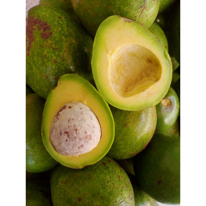 

Alpukat Mentega Sumbar