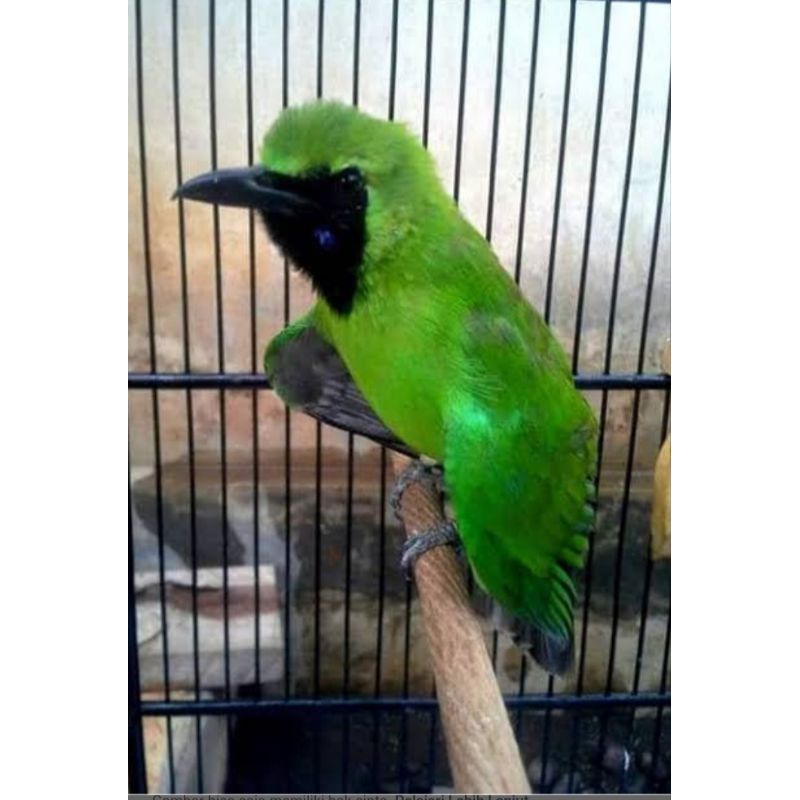 KL Cucak Ijo Bondol Rawatan Body Setandar