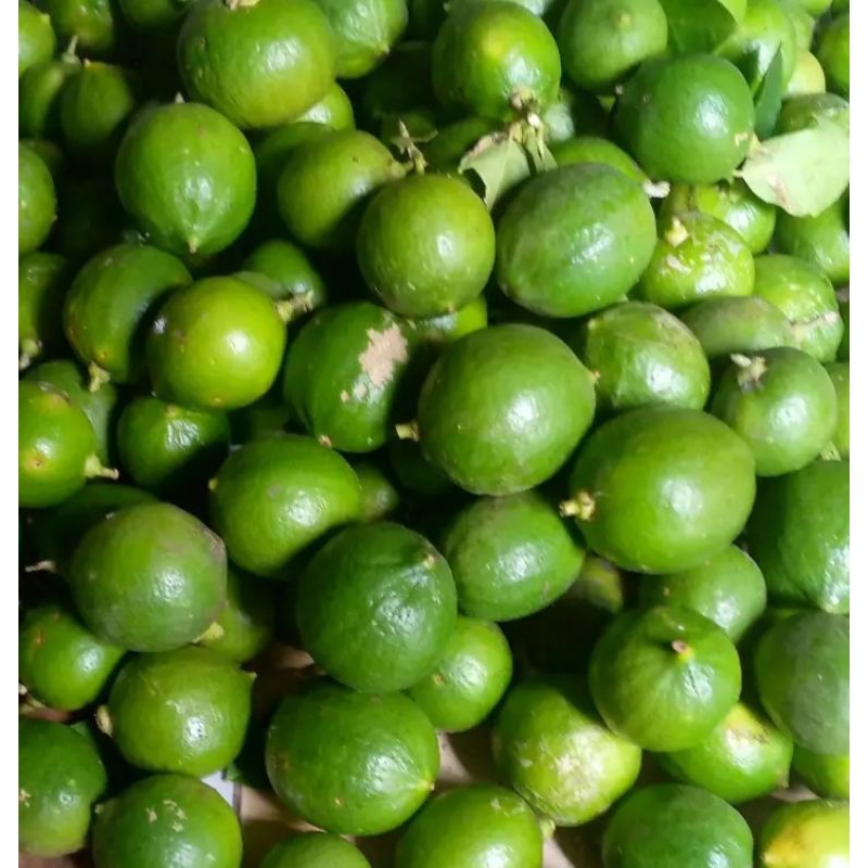 

Buah jeruk nipis fresh 100 gram