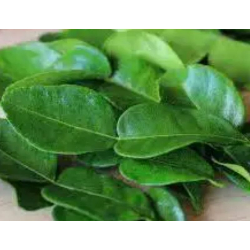 

Daun Jeruk Purut 50 gram
