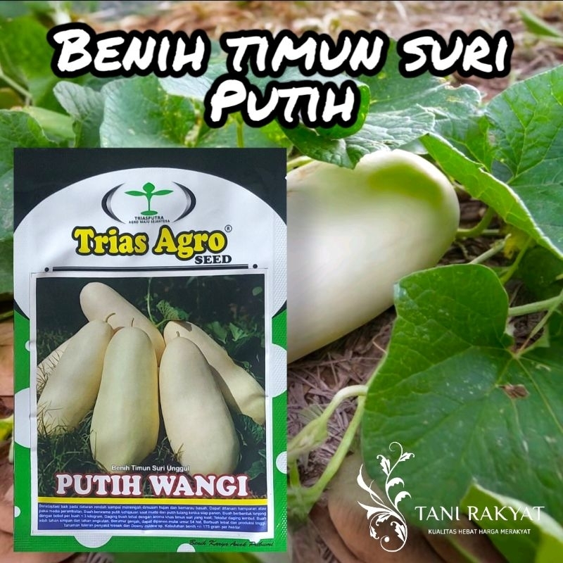 [PROMO] Benih Bibit Timun Suri Putih / Belewah PUTIH WANGI 10 gram