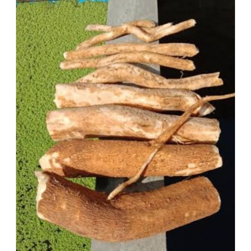 

Akar mahkotadewa akar mahkota dewa segar