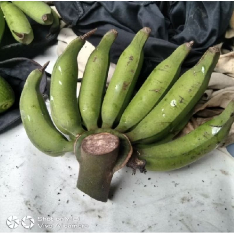 

buah pisang rajang tua pisang regang atau pisang telunjuk satu sisir