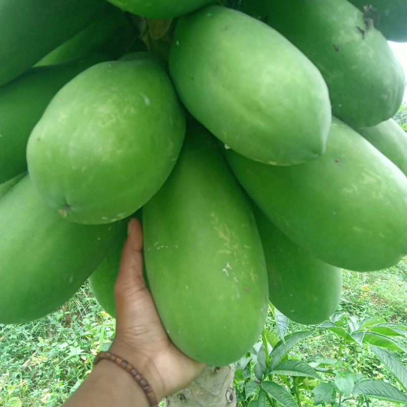 

Pepaya kalifornia ORI super premium 1 kg