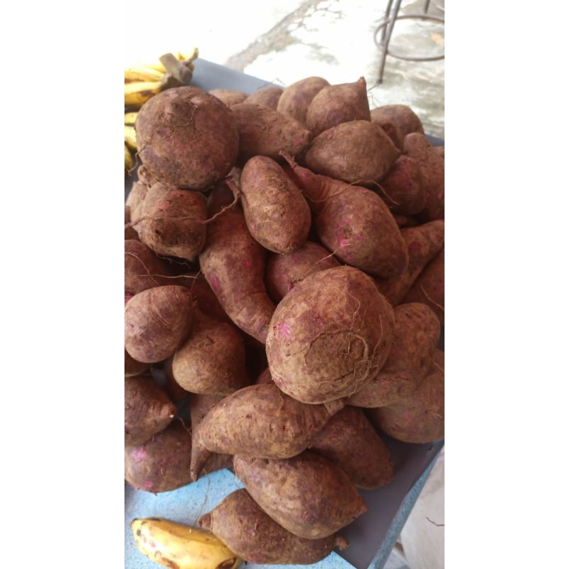 

Ubi Ungu fresh segar besar besar