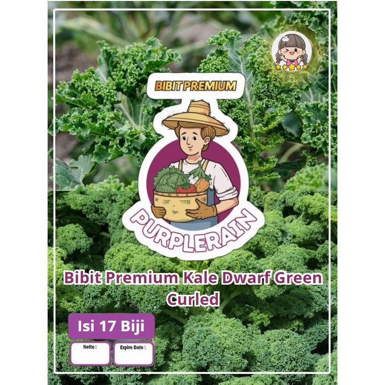 Bibit Premium Kale Green Dwarf Curly | Benih Curly Kale